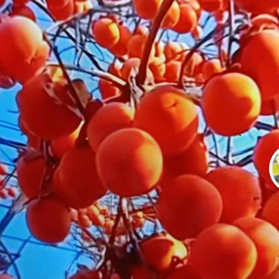 真的好想