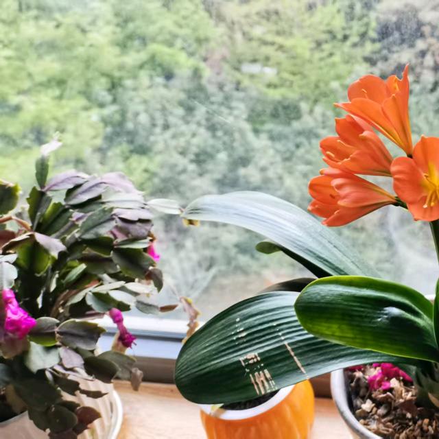 临澜仙