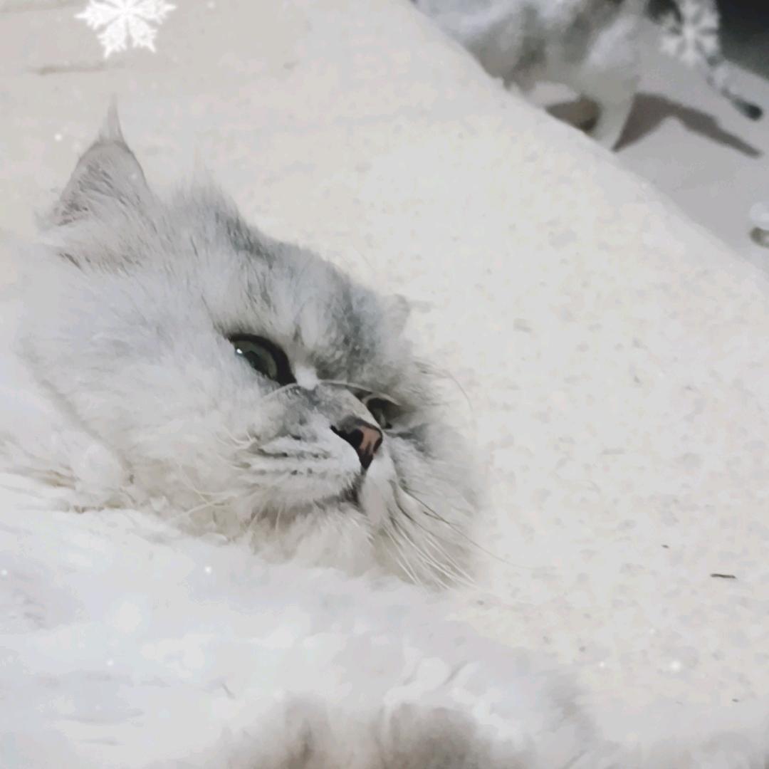 孤狼啸月