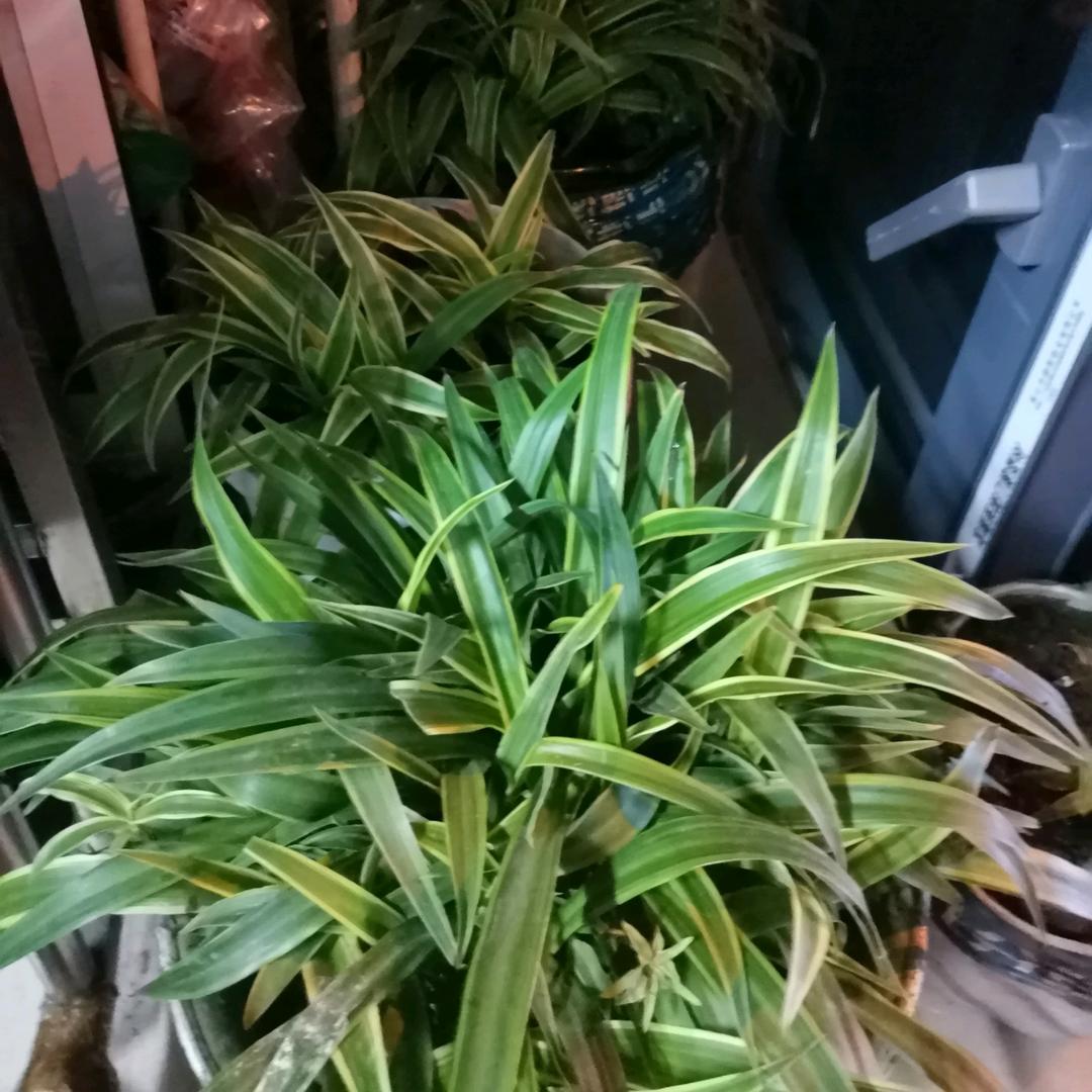 🇨🇳🔥忙碌人生陈水珍