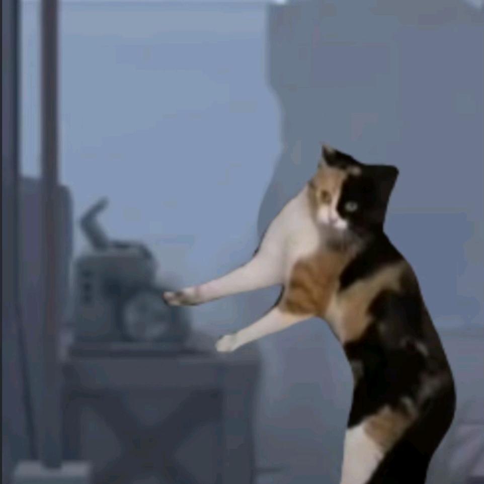 猫猫