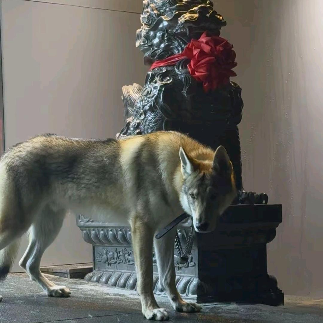 八方捷克狼犬