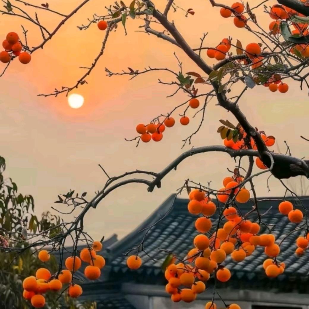 是非题
