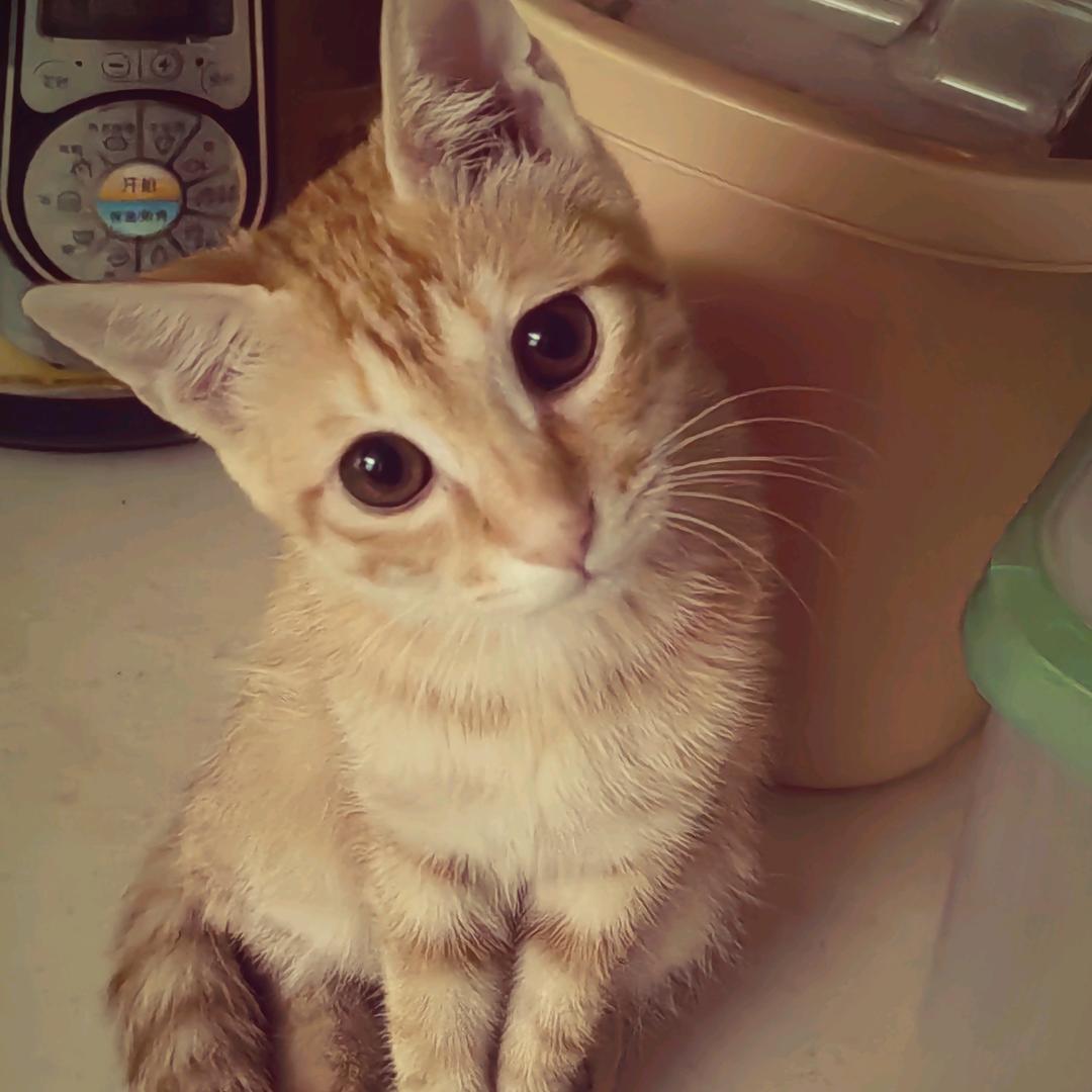 方茴