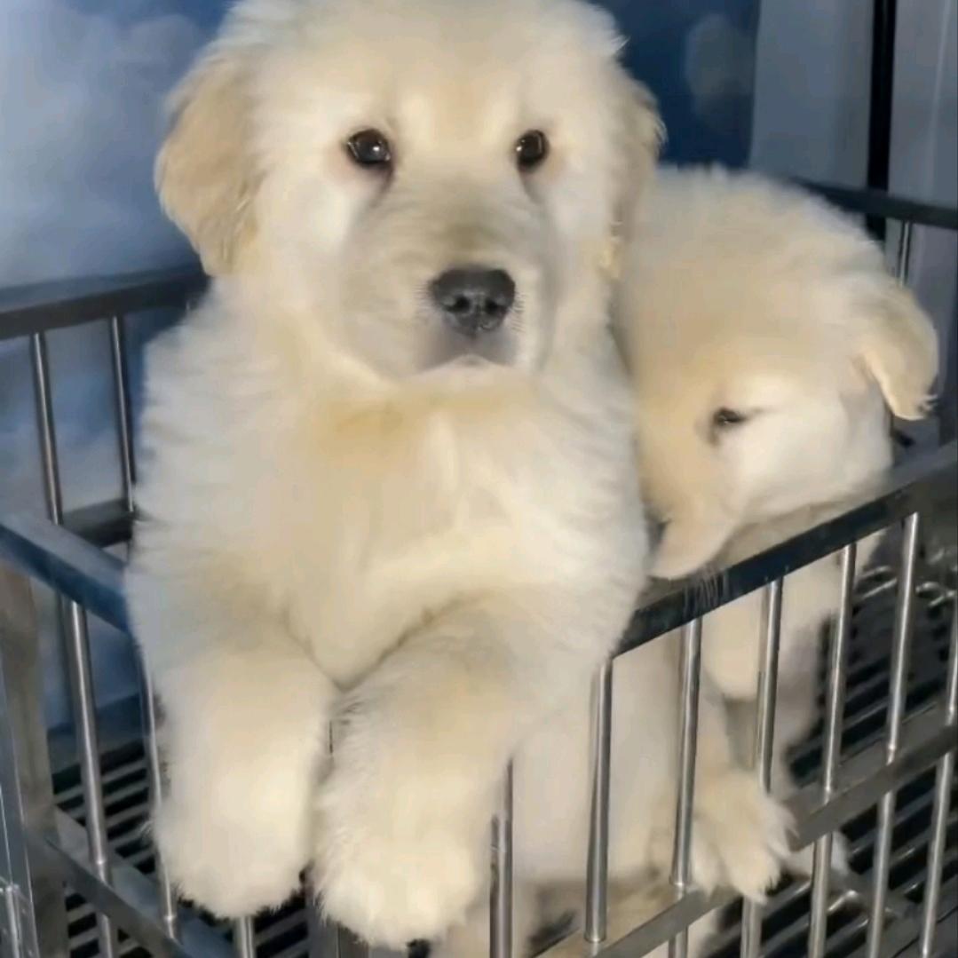 肥图图宠物批发