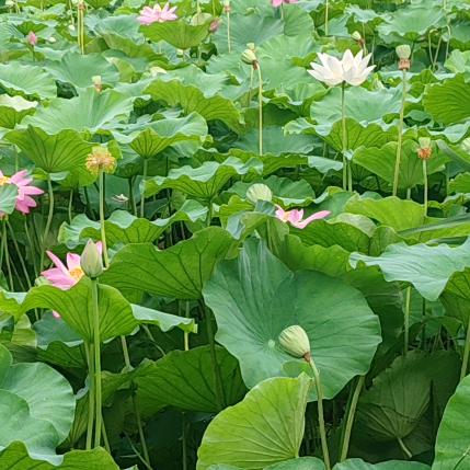 花儿正艳