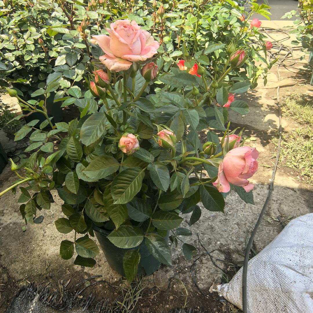 福生花卉（基地直播）