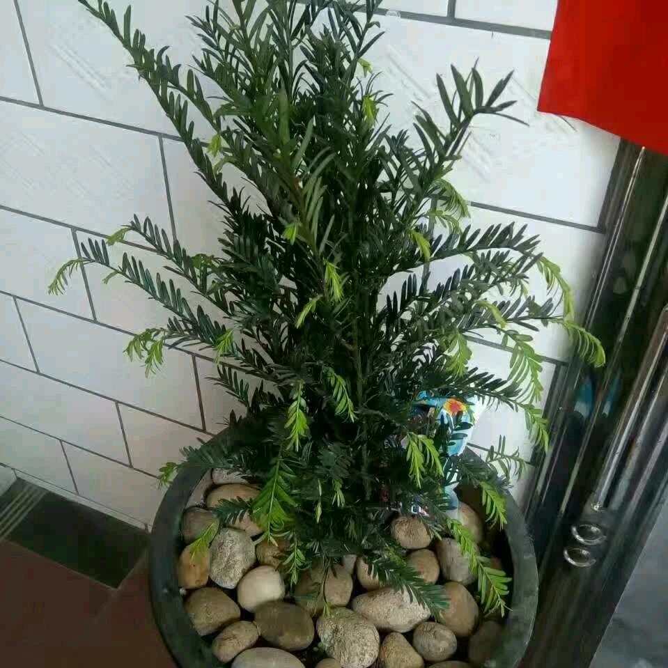 今生缘