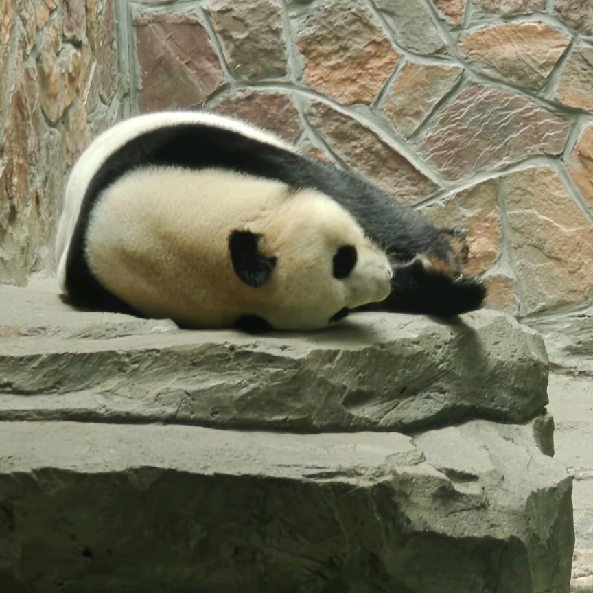 真行