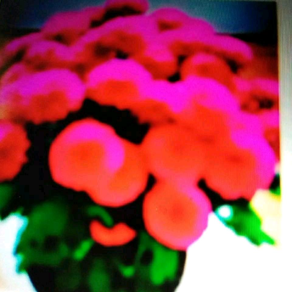 白光梅