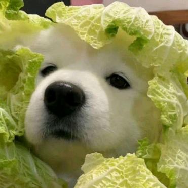 想你的那颗星
