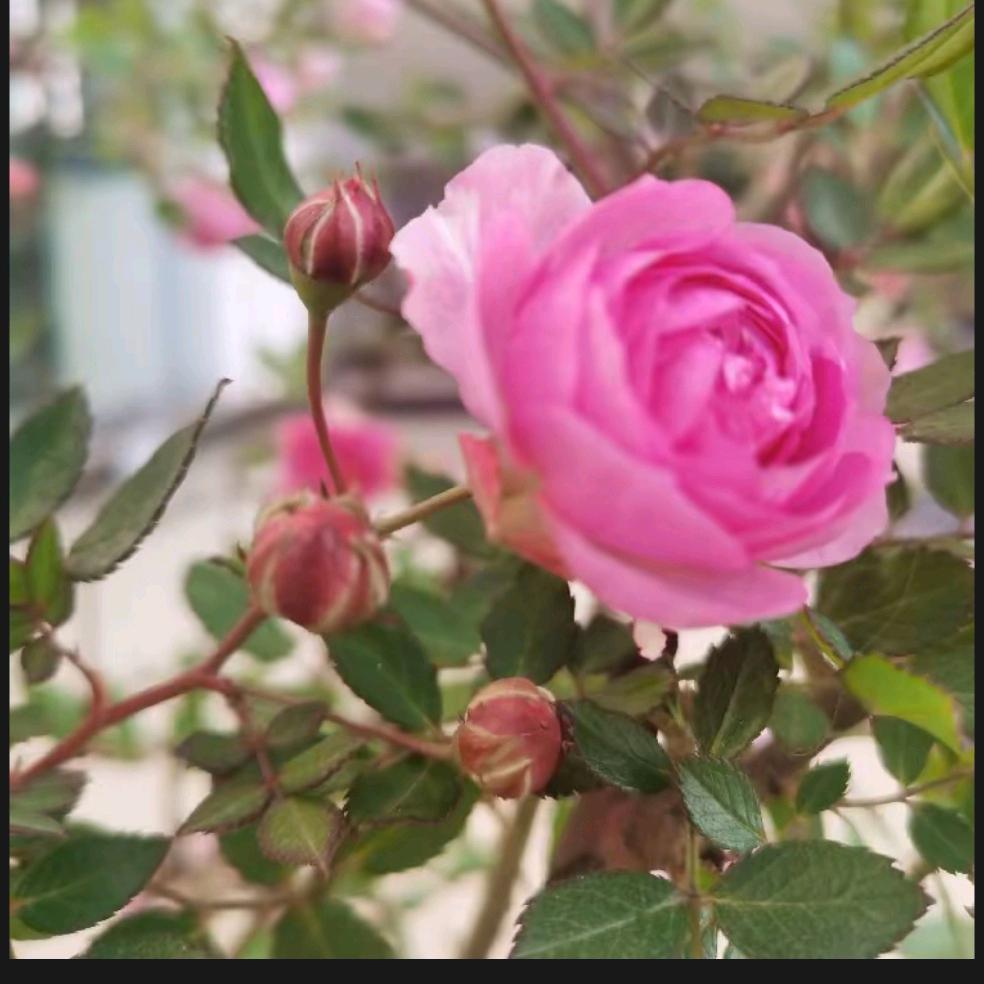 ٩(•̤̀ᵕ•̤́๑)💪加油