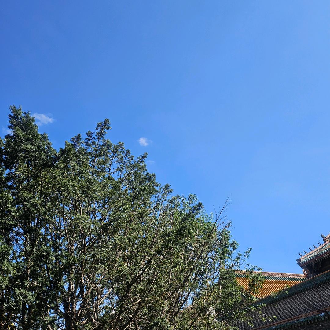 溜溜梅