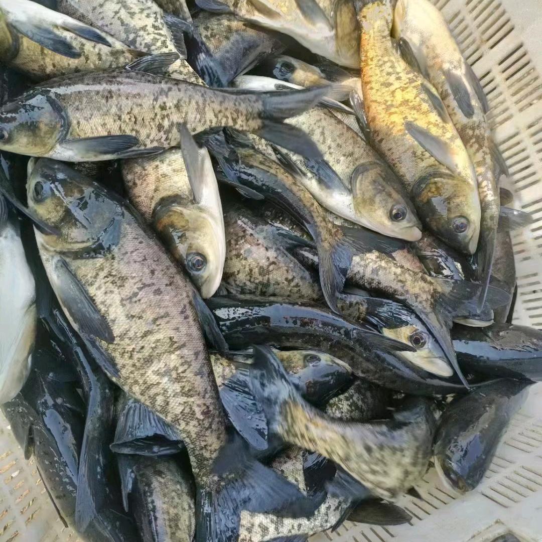 康科农产品经营部