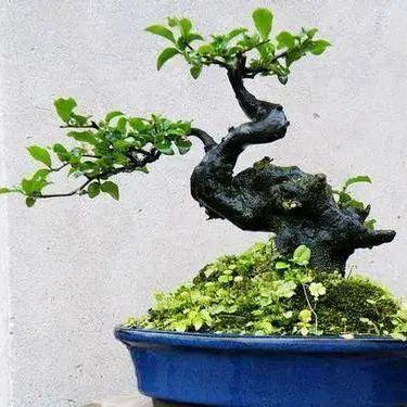 醉清风金弹子微盆景