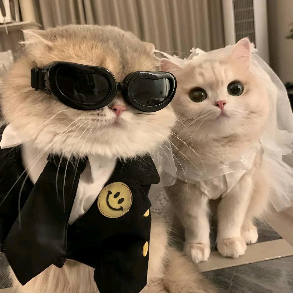 张鱼小丸子（融融）🐙