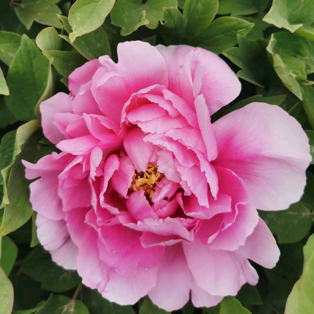 🌸栀子花开🌸头像