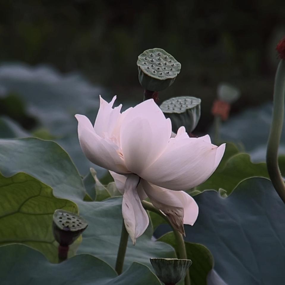 岁月星晨