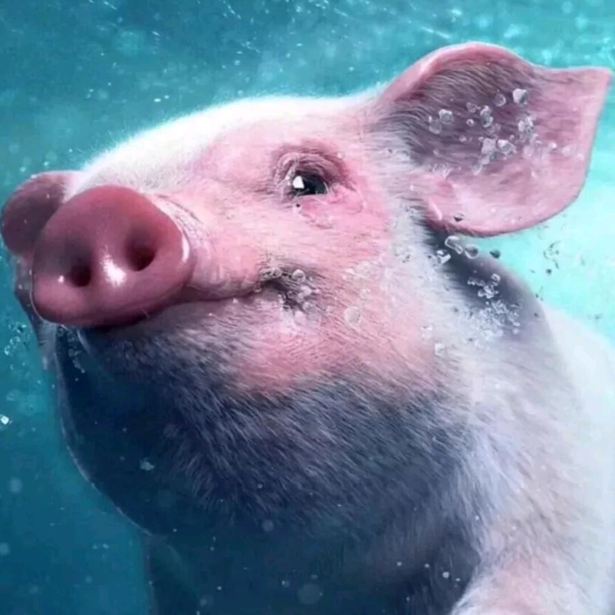 扶老蟑螂过马路被屎壳郎无证驾屎撞飞四十米