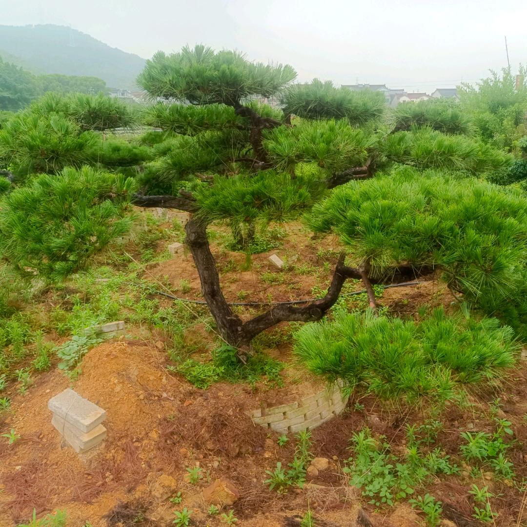 王小鑫