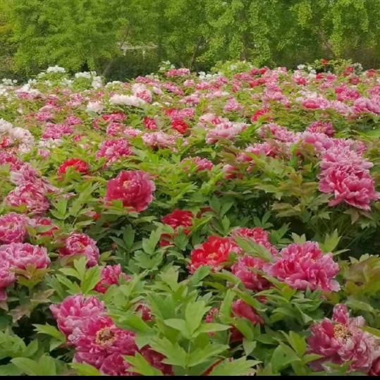 美丽心情
