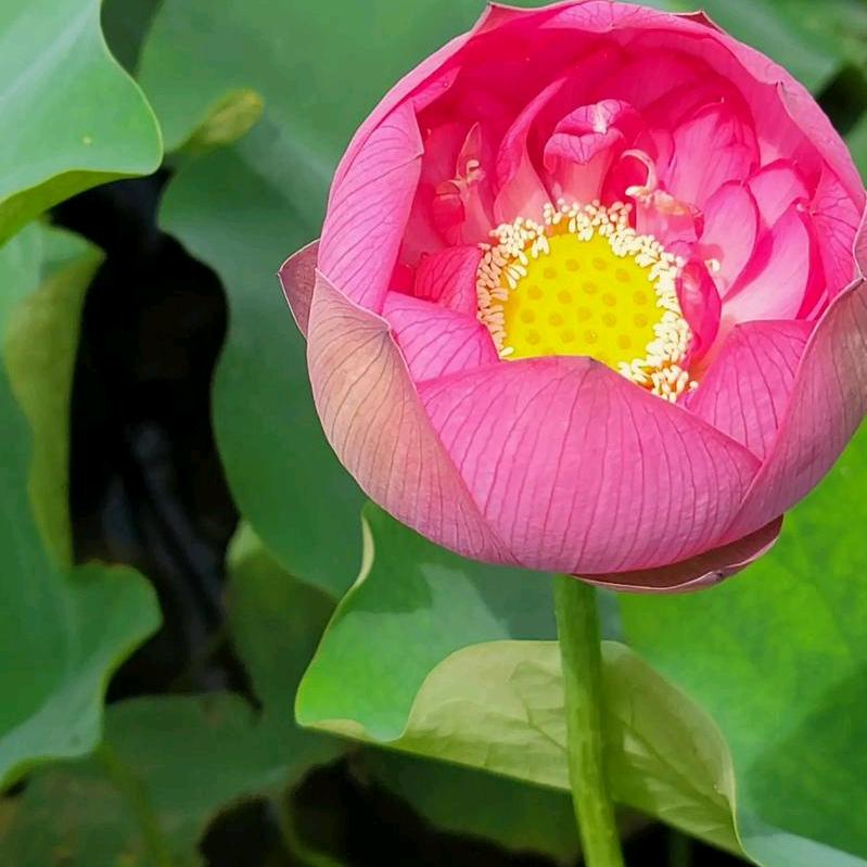春暖花开🌸