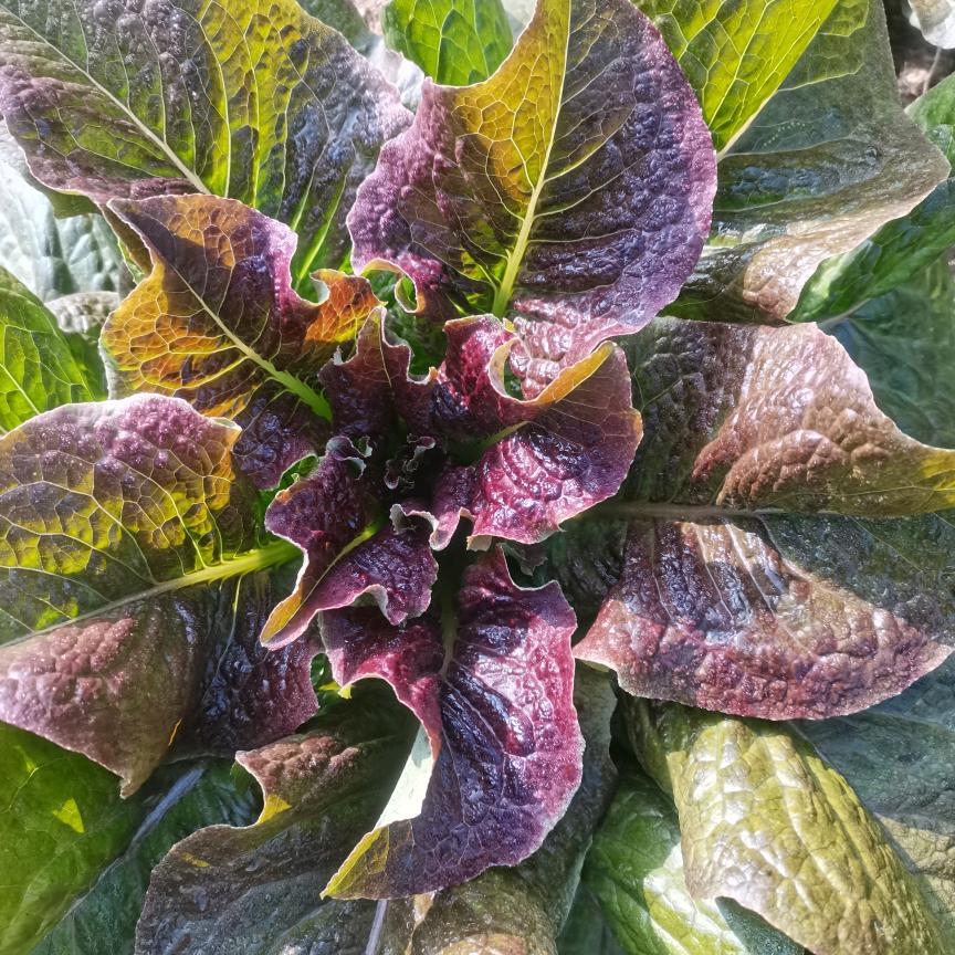 好心情
