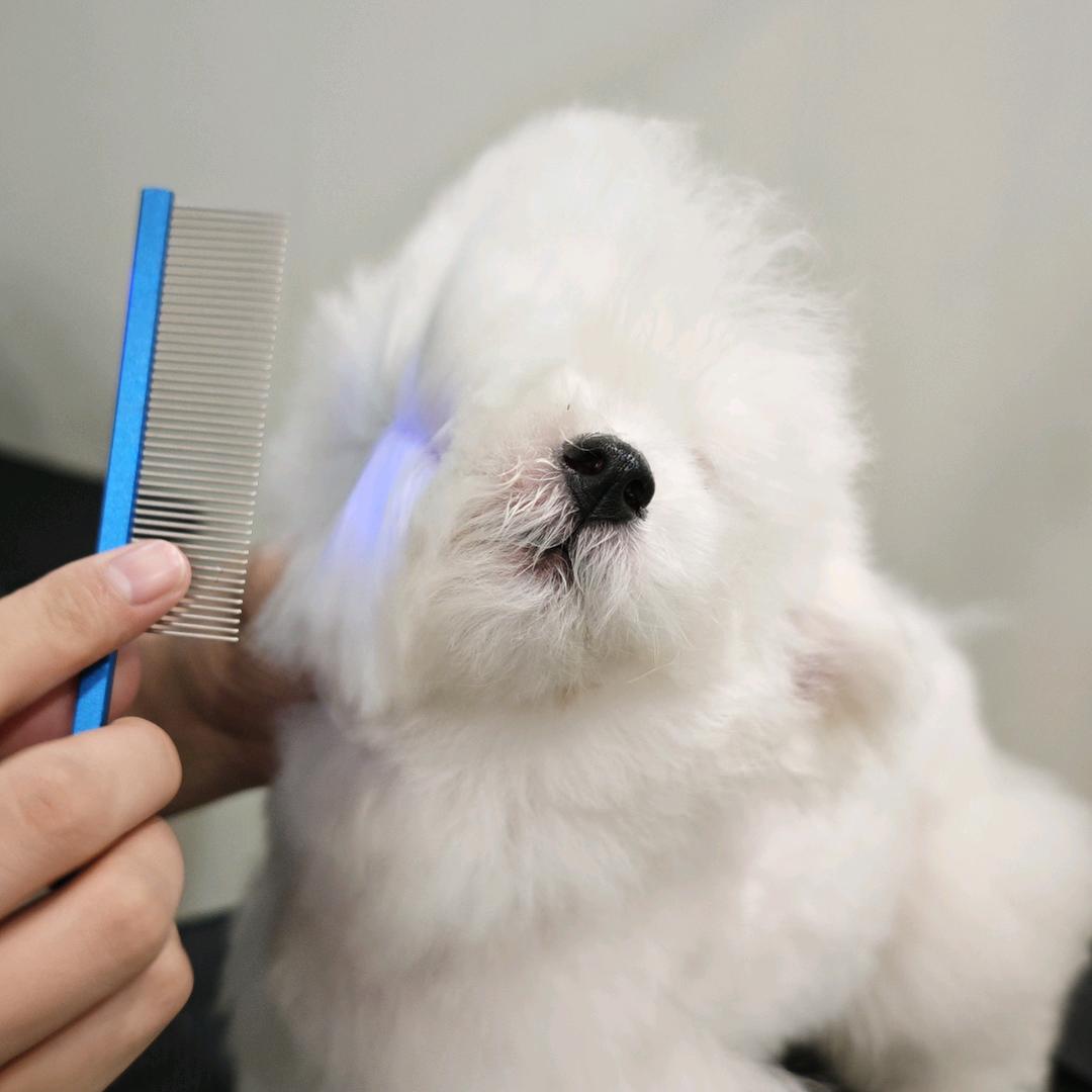 努力的小狗
