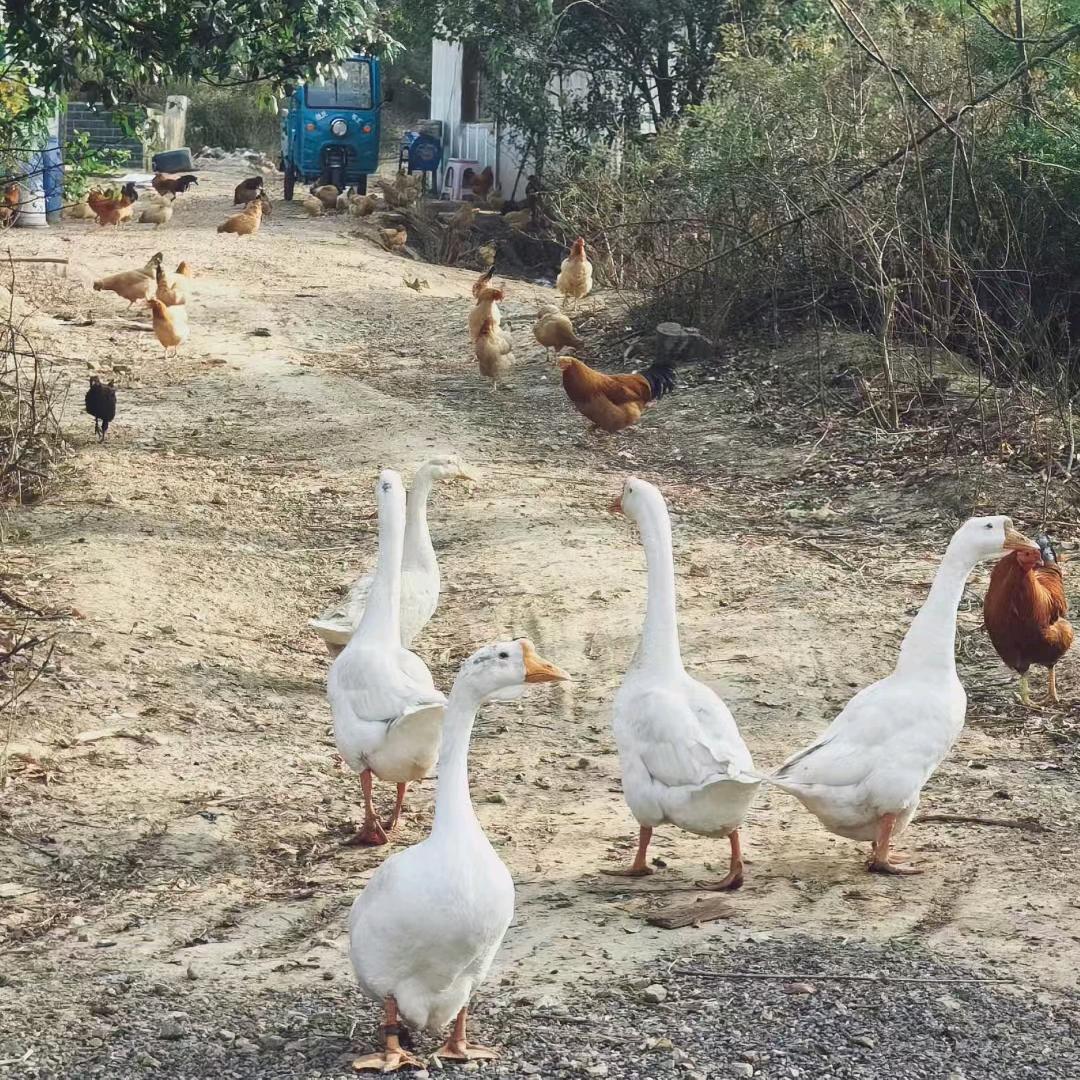 白杨边疆定民心