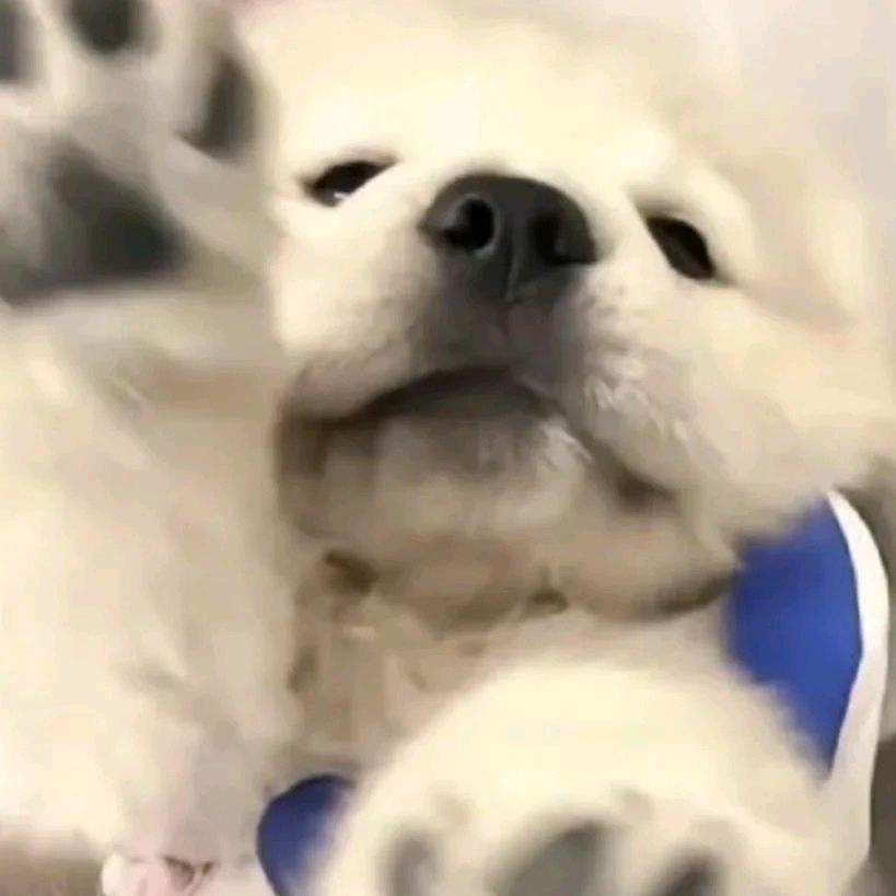 小羊ᐝ