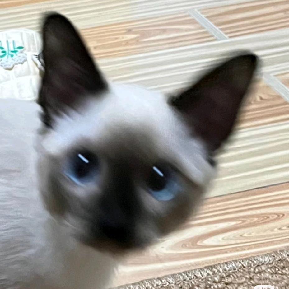 榴莲味抄手