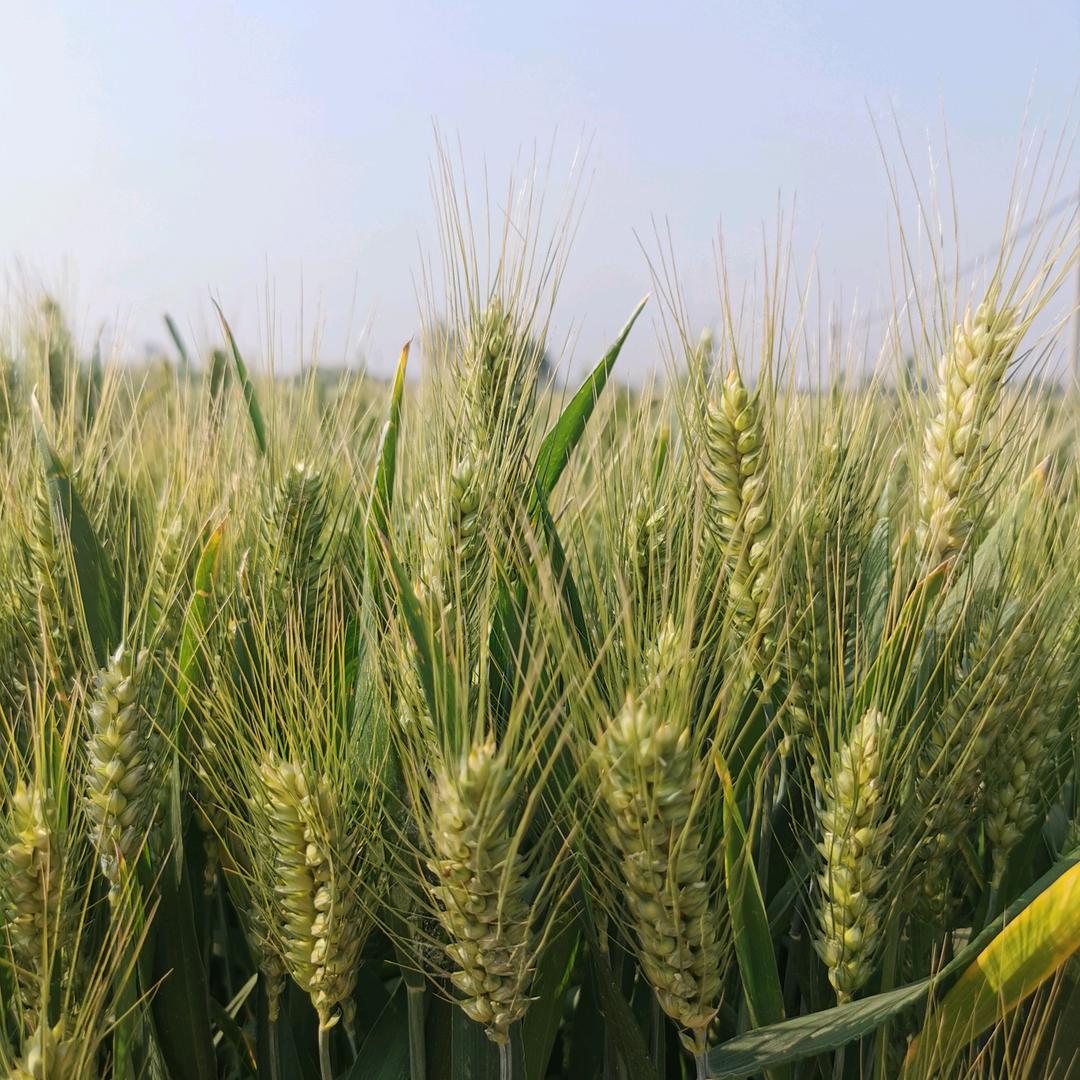 黄口镇磊立农资店