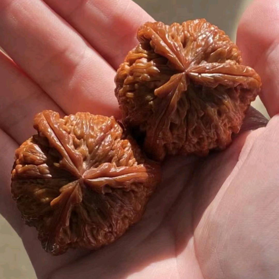 三棱老胡