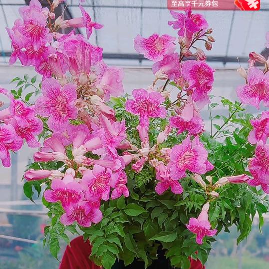 王姐的快乐生活