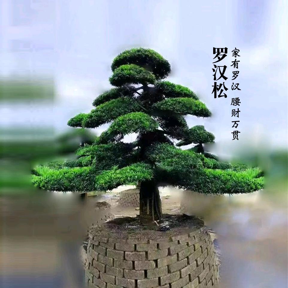 皓滕园艺