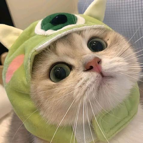 猫猫meme剧场