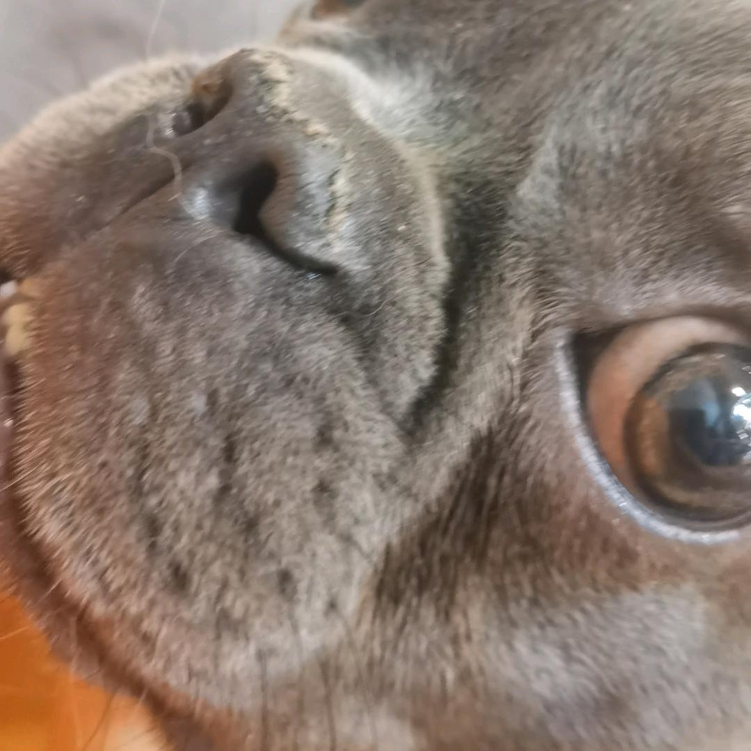 夏仇