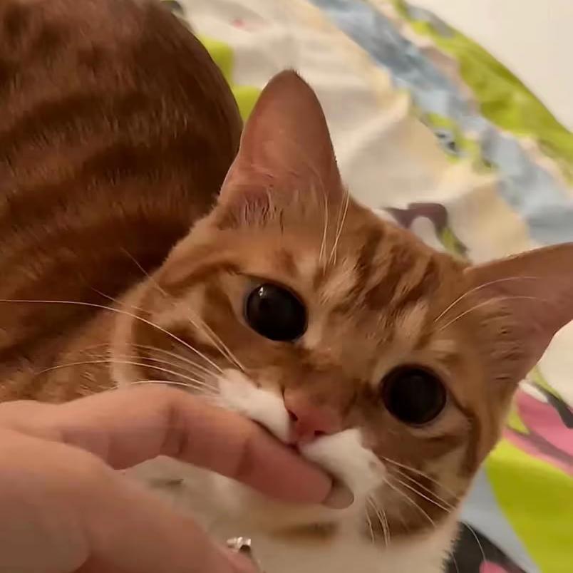 苏菲亚