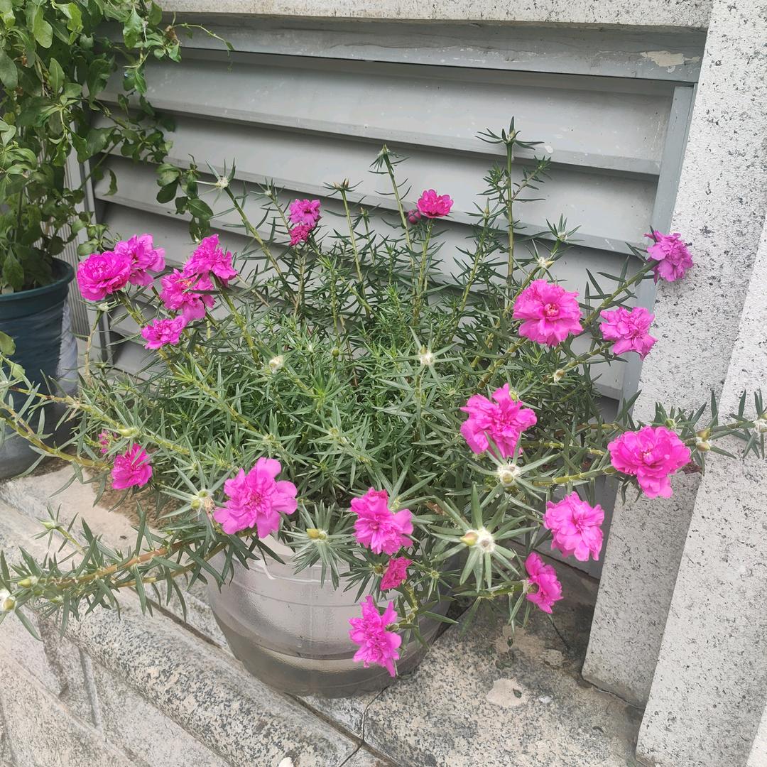 心想事成