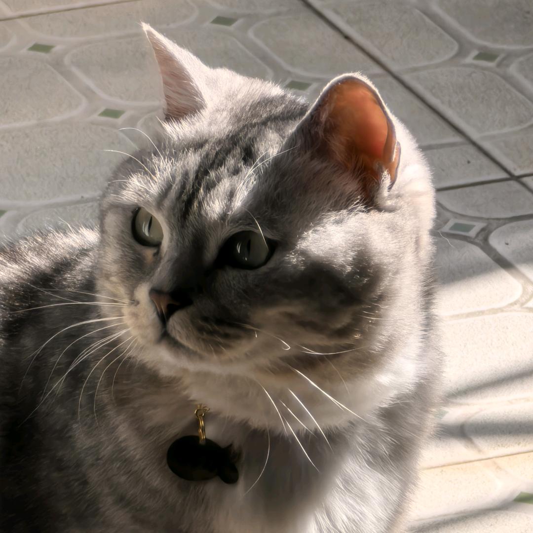 吃橘子的橘猫