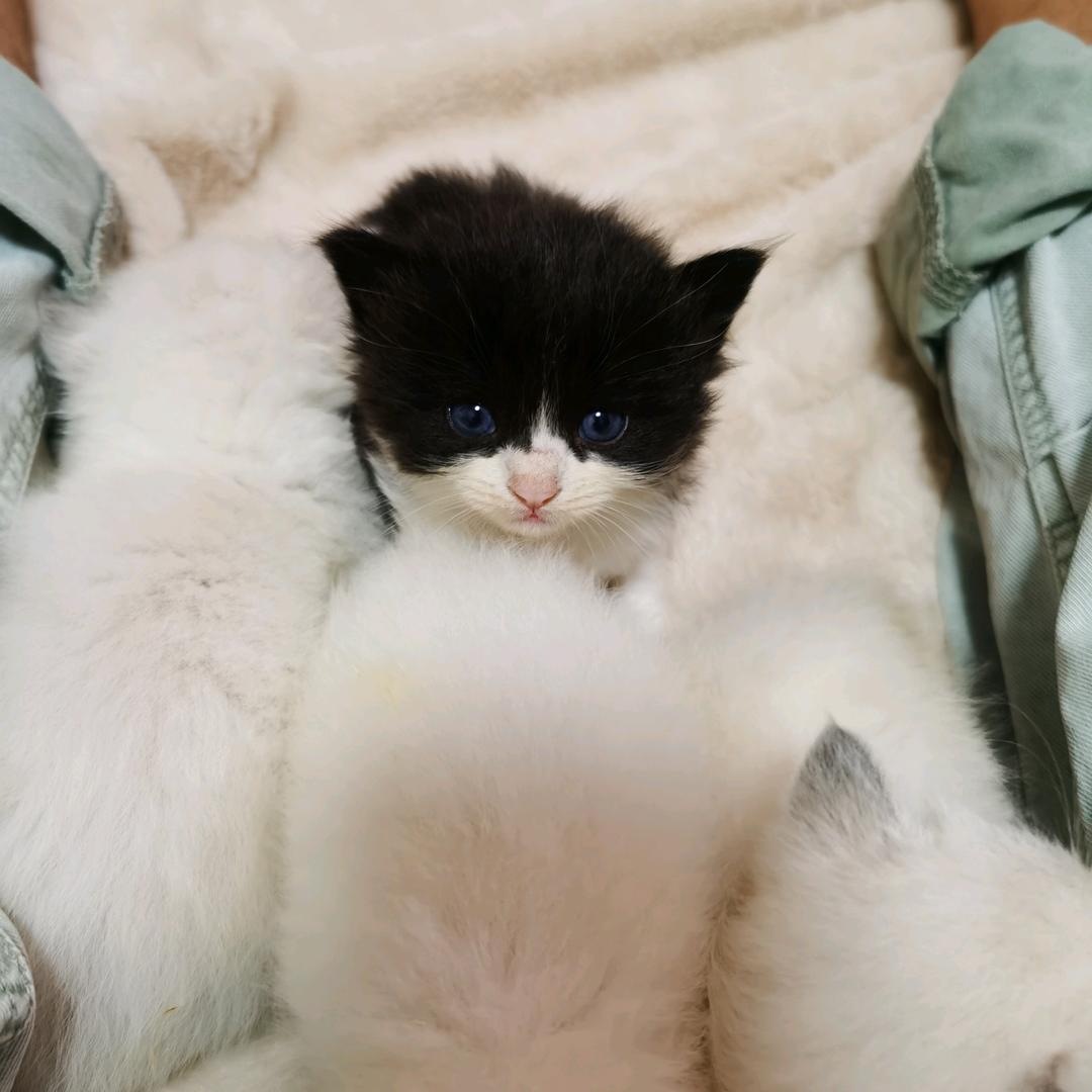 豹子先生（七只猫）