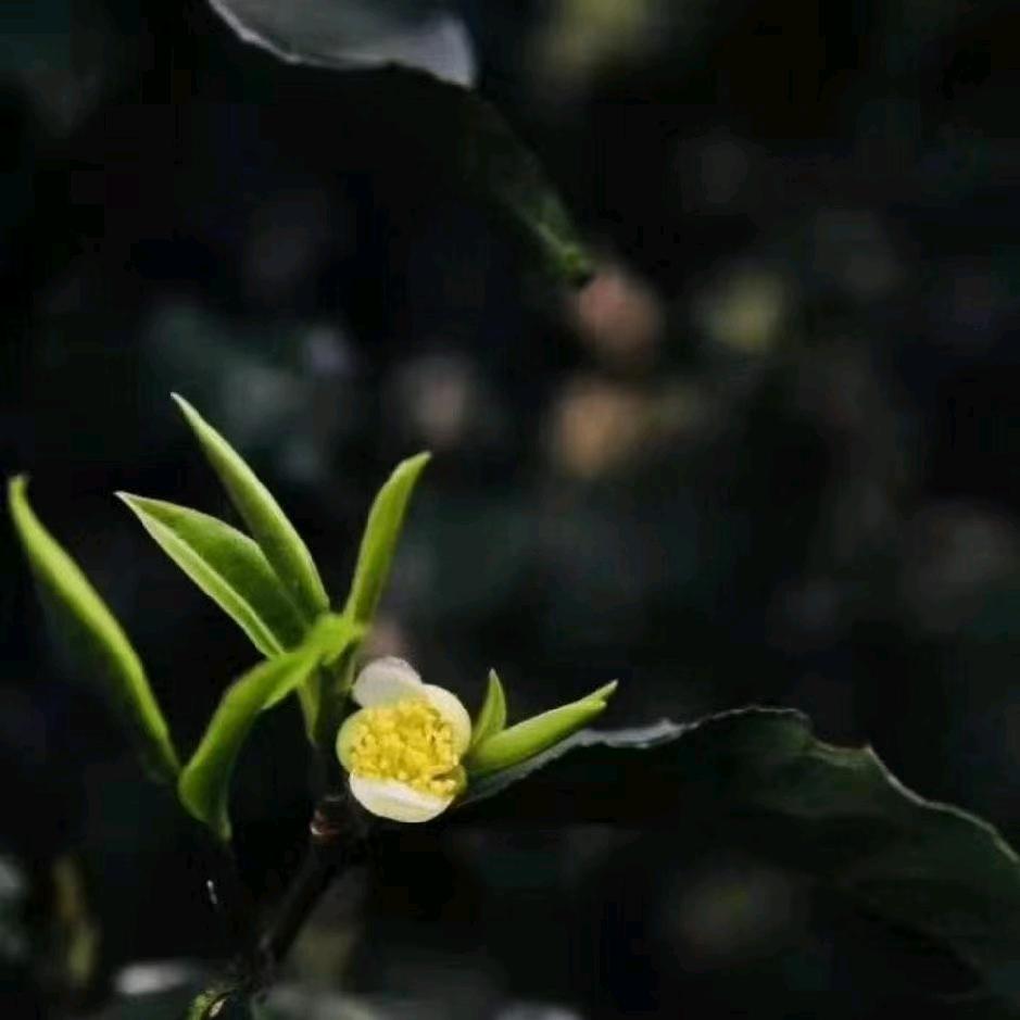 布朗山乡茶农