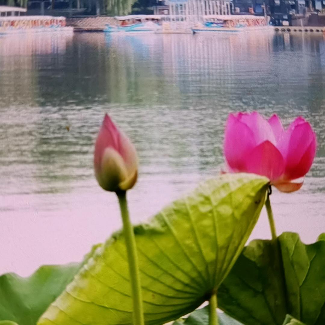 @🙏莲花阁.善缘堂🙏