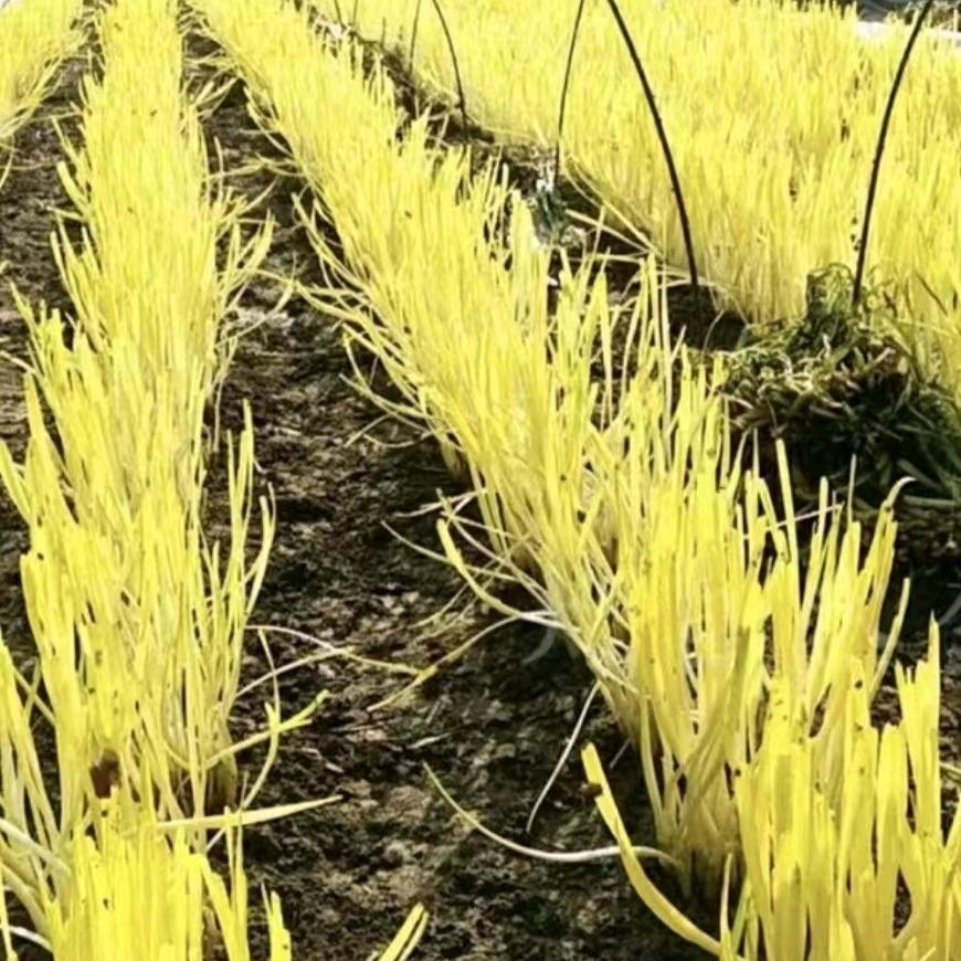 ζޓއއ𓆡.24K金韭菜