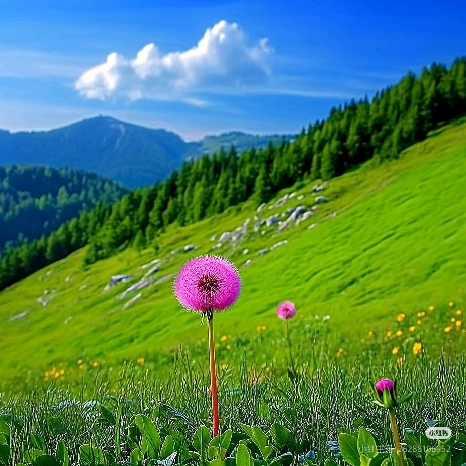 努力的丫头最幸运