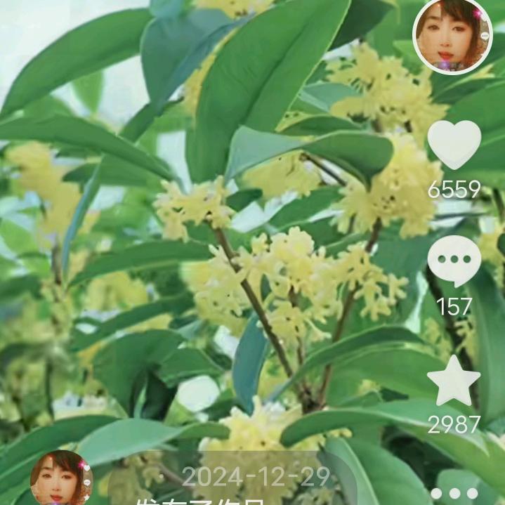 韩家七姐