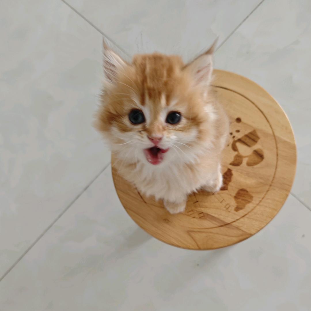 随风飘