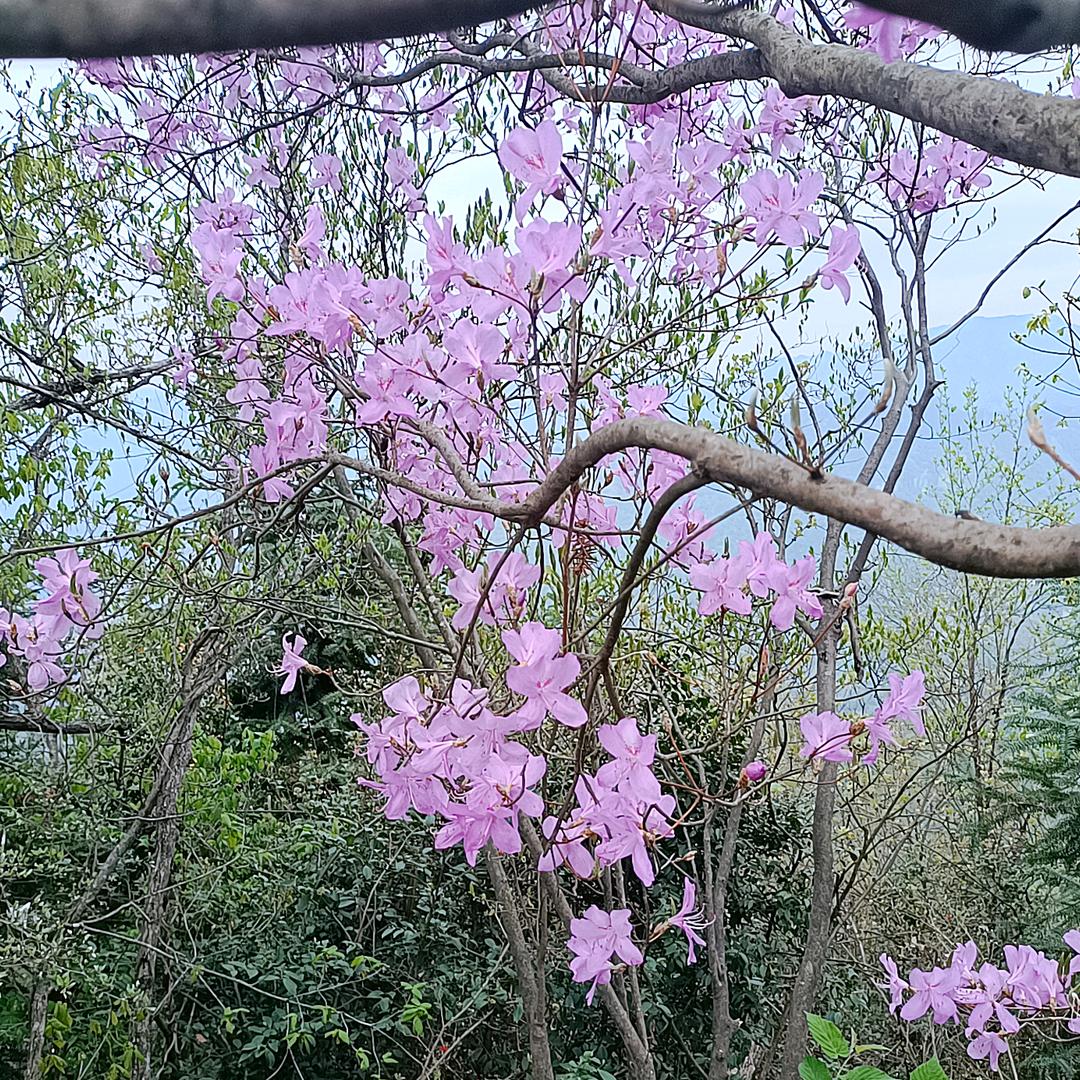 阿莲