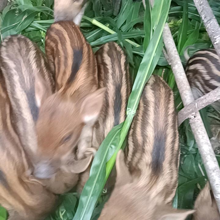 高台养蜂人野猪养殖场