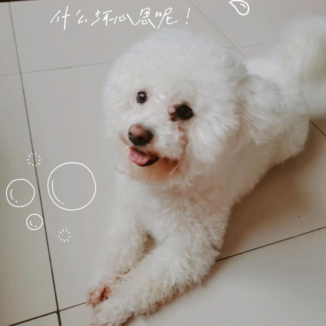 爱吃含笑半步癫的狮子座